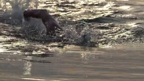 Slender man pływa przeszukiwanie w wodach jeziora o zachodzie słońca w slo-mo — Wideo stockowe
