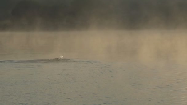 Hombre deportivo nada arrastrarse en un bonito lago al atardecer en slo-mo — Vídeo de stock