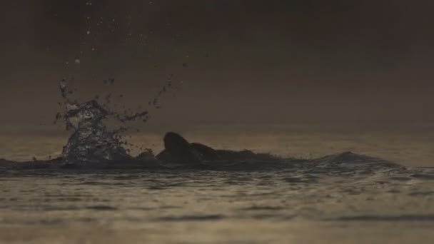 Sportiga mannen simmar crawl i solnedgången på sommaren i slo-mo — Stockvideo