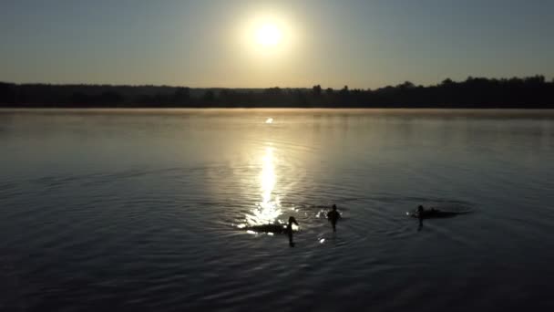 3 羽のアヒルが 4 k で素晴らしい夕日を湖で泳ぐ — ストック動画