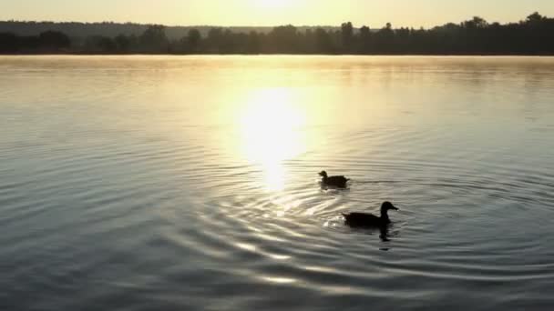4 k で夕暮れ時の湖畔に水泳茶色のアヒル — ストック動画