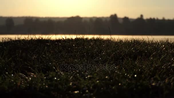 Grama coberta com gotas de orvalho em um banco de lago ao pôr do sol — Vídeo de Stock