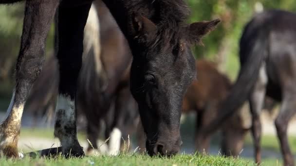 Troupeau de chevaux noirs broutant de l'herbe sur la rive d'un lac à Montréal- mo — Video