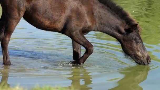 Zwarte paard werpt been en water drinkt bij zonsondergang in slo-mo — Stockvideo