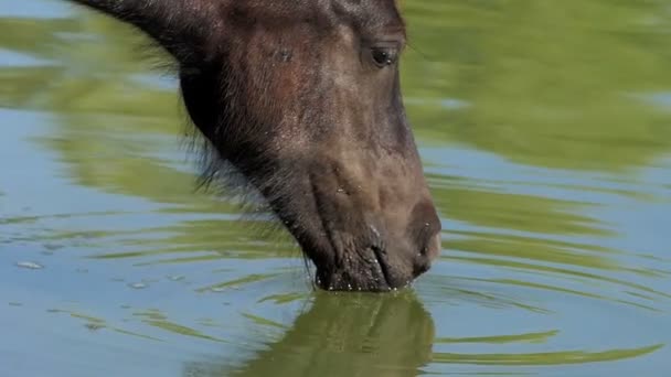 Black horse quenches thirst on a lake bank in summer — Stock Video