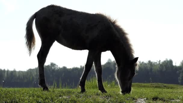 Dark horse med en vit mane skrubbsår gräs på en gräsmatta i slo-mo — Stockvideo