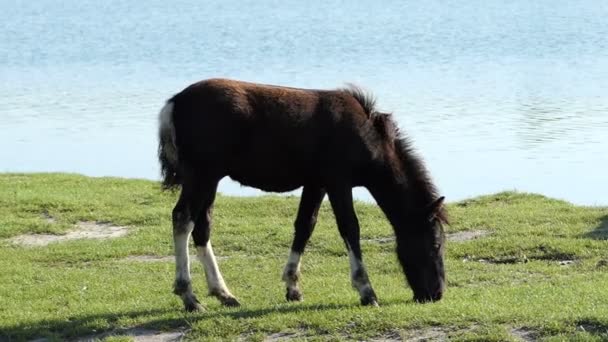 茶色と白の子馬はスローモーションで夏に湖の銀行の上に立つ — ストック動画