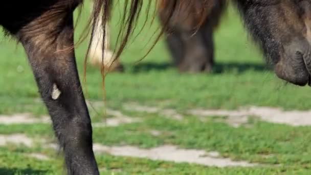 2 頭の馬がスローモーションで夏に芝生の上先に行く — ストック動画