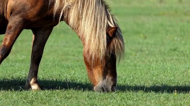 光の茶色の馬がスローモーションで芝生の草をかすめる — ストック動画