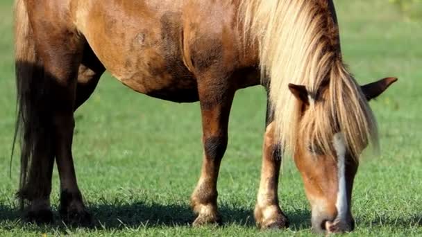 Cavalo castanho claro comendo grama em um gramado em câmera lenta — Vídeo de Stock