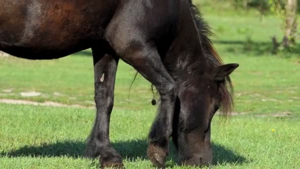 Strong black horse grazes grass on a lawn in summer in slo-mo — Stock Video
