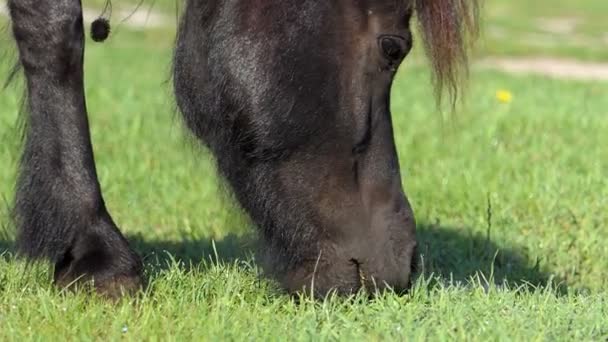 Namlu bir siyah at çim slo-mo bir çimenlikte grazes — Stok video