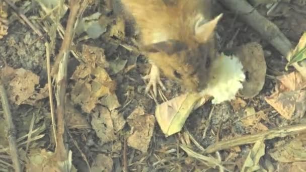 Cosecha ratón en el suelo comiendo pan . — Vídeos de Stock
