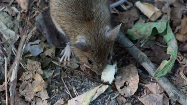 Harves μικρό ποντίκι τρώει ψωμί στο έδαφος. — Αρχείο Βίντεο