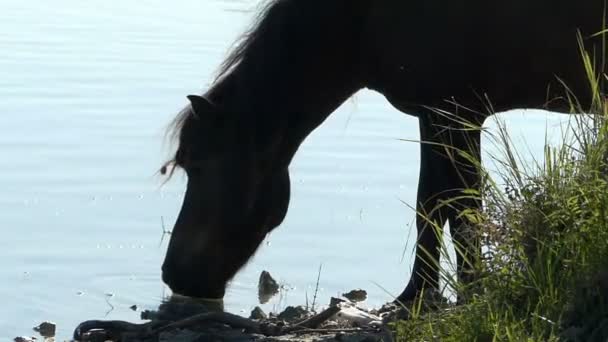 Garanhão preto bebe água do lago em um dia ensolarado — Vídeo de Stock