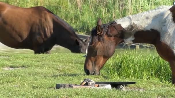 Een paar paarden staande op de oever van een meer in slow motion — Stockvideo
