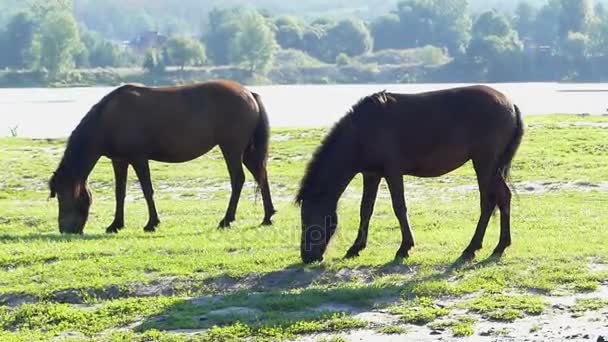 Dos caballos pastan en un pintoresco césped — Vídeos de Stock