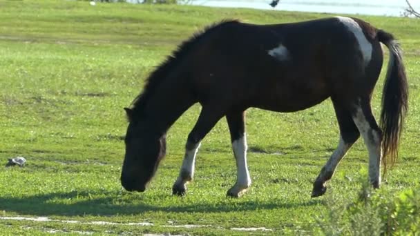 Een veelkleurige paard graast gras op de oever van een meer in slo-mo — Stockvideo