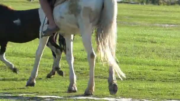 Ένα άσπρο άλογο με έναν αναβάτη και αναβολείς πηγαίνει — Αρχείο Βίντεο