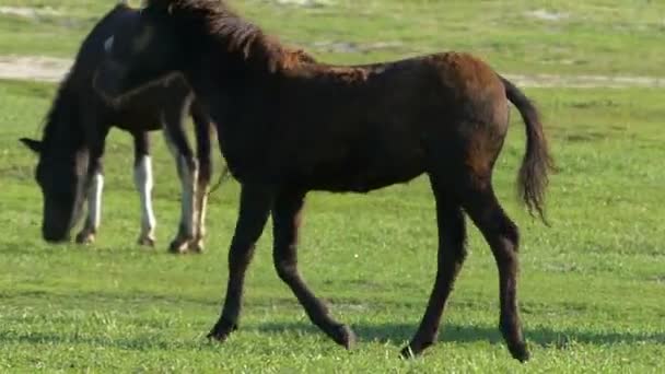 A brown foal trotts on a green lawn in summer in slo-mo — Stock Video