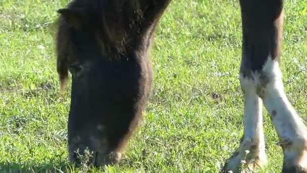 Een close-up van een bruine en witte merrie grazen gras — Stockvideo