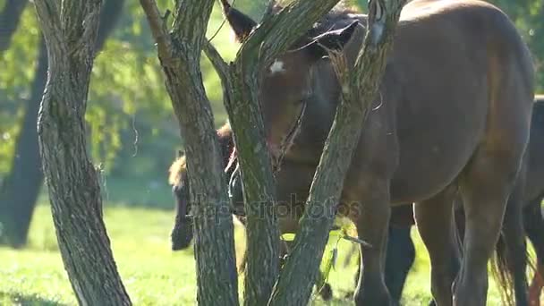 Ένα καφετί άλογο τρώει φύλλα από ένα μικρό δέντρο — Αρχείο Βίντεο