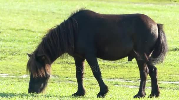 Een hengst schaafwonden gras op een gazon in de zomer — Stockvideo