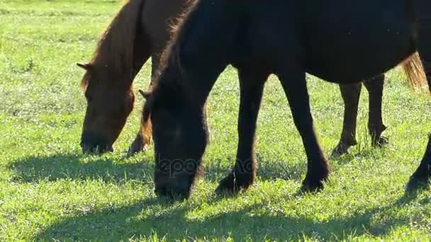 Caballos marrones comen hierba verde en un bonito césped — Vídeos de Stock