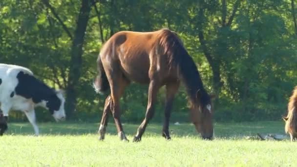 Um cavalo e uma vaca pastam grama verde em um gramado em slo-mo — Vídeo de Stock