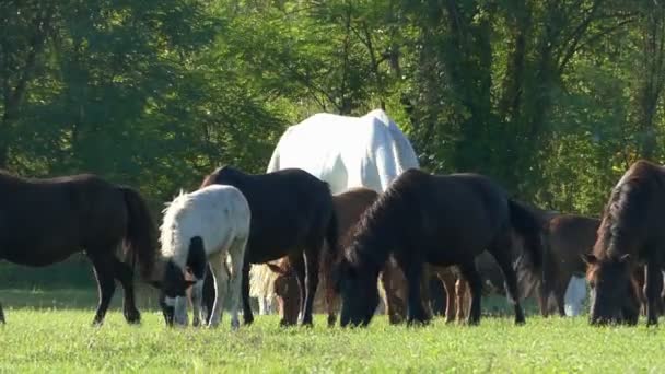 En hög häst och många ponny hästar betar på en gräsmatta — Stockvideo