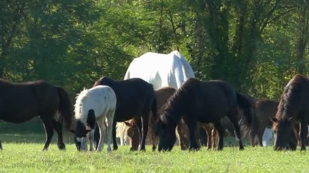 Ein hohes Pferd und viele Ponypferde grasen auf einer Wiese — Stockvideo