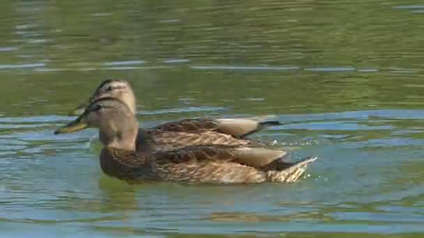 Brown and black ducks swim in the lake in summer — Stock Video