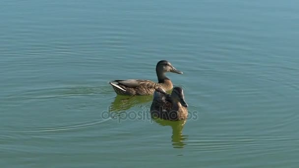 Um par de patos marrons nadar em águas do lago em slo-mo — Vídeo de Stock
