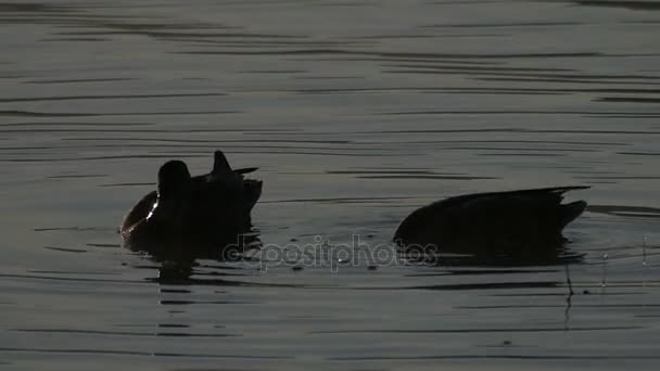 Zwei schwimmende Enten auf einem See in der Dämmerung im Sommer — Stockvideo