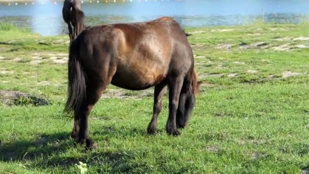 Dois cavalos castanhos pastam grama em um banco de lago em slo-mo — Vídeo de Stock