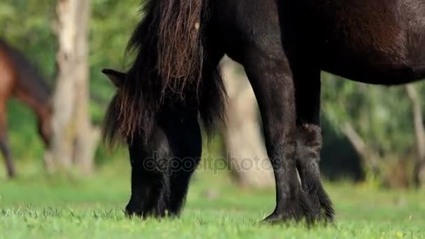 A pony horse grazes grass on a lake bank in summer — Stock Video