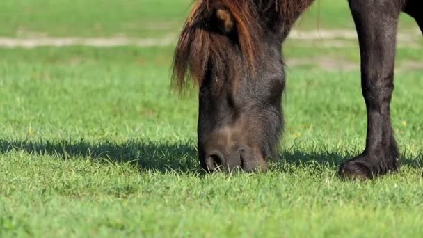 黒ポニー馬がスローモーションで夏の湖で草をかすめる — ストック動画