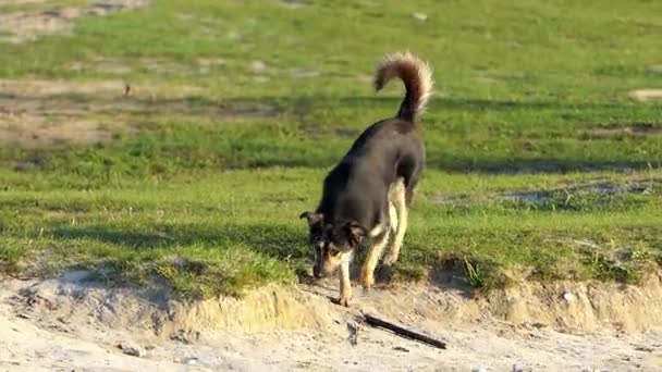 Een zwarte en gele mongrel gaat langs de oever van een meer — Stockvideo