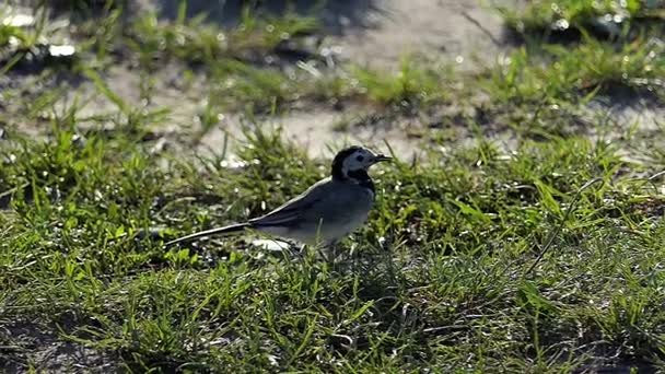 Carino uccellino grigio in piedi a terra e trovare cibo al rallentatore . — Video Stock