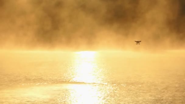 Young man swims crawl in a golden lake. A drone is over — Stock Video