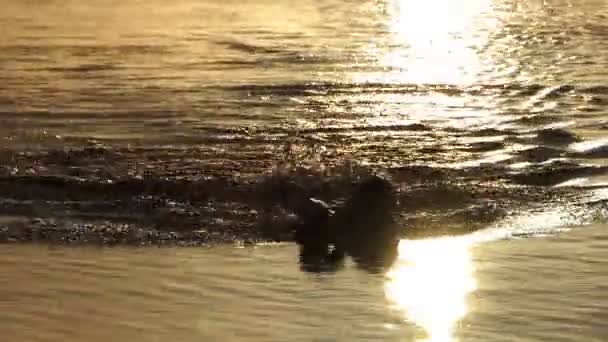 Schlanker Mann schwimmt in einem See bei goldenem Sonnenuntergang im Slo-mo — Stockvideo