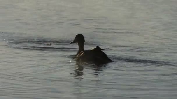 Коричневая утка плавает и ищет пищу в озере — стоковое видео