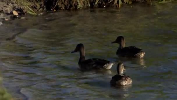 Três patos nadam perto de um banco de lago no verão — Vídeo de Stock