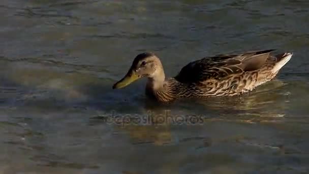 Un'anatra nuota vicino a una riva del lago in estate — Video Stock