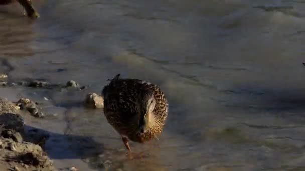 Un pato camina en una orilla del lago en verano — Vídeos de Stock