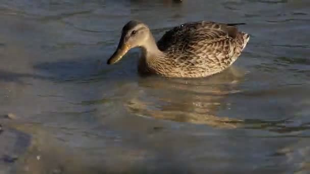 Een onhandige bruin eend klimt een bank meer in de zomer — Stockvideo
