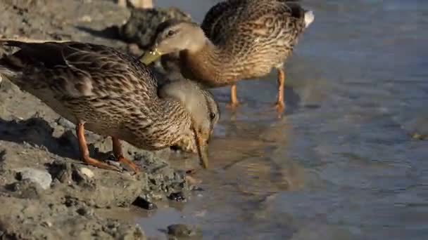 Dois patos marrons procuram comida em um banco de lago no verão — Vídeo de Stock