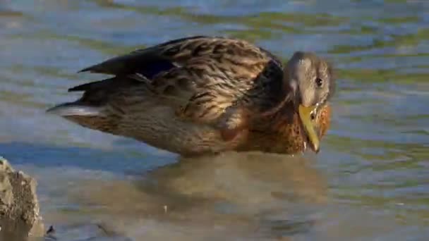 Eine Ente trinkt im Sommer Wasser am Seeufer — Stockvideo