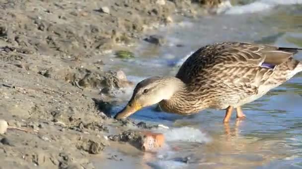 Een bruin eend drinkt water aan de oever van een meer in de zomer — Stockvideo