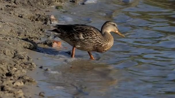 Pato marrom vai em águas do lago ao pôr do sol em câmera lenta — Vídeo de Stock